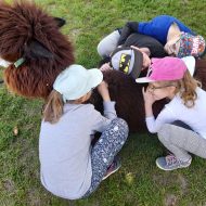 Więcej o: Alpaki w przedszkolnym ogródku