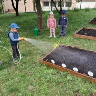 Więcej o: Niebieskie sówki pracują w ogrodzie warzywnym
